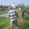 Warga Langenharjo Kerja Bakti Angkat Eceng Gondok di Kali Buntu, Cegah Banjir Masuk Perumahan