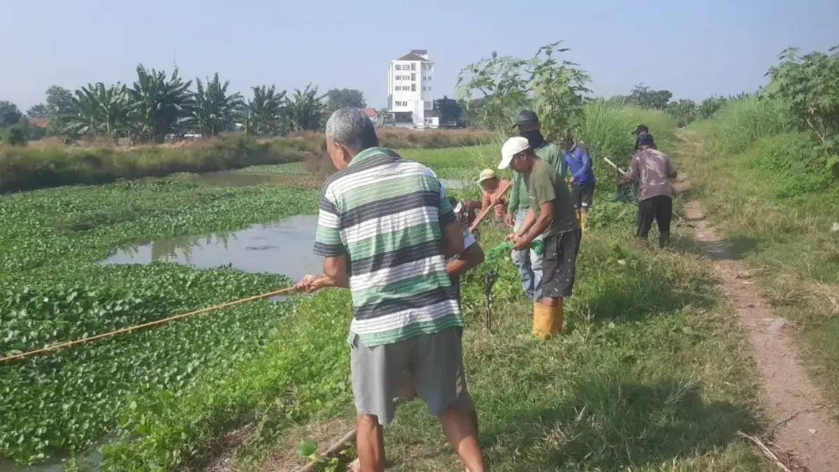 Warga Langenharjo Kerja Bakti Angkat Eceng Gondok di Kali Buntu, Cegah Banjir Masuk Perumahan
