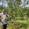 Kepala Dispaperta Kabupaten Batang, Sutadi Ronodipuro saat memetik jeruk di UPTD Balai Benih Pertanian.