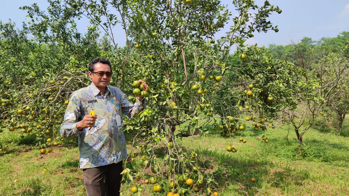 Serbu! Wisata Petik Jeruk di Batang Dibuka, Cuma Rp 15 Ribu per Kilo Kepala Dispaperta Kabupaten Batang, Sutadi Ronodipuro saat memetik jeruk di UPTD Balai Benih Pertanian.