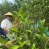 Bupati Batang Terkesima Wisata Petik Jeruk Agroeduwisata Clapar: Potensi Besar, Dorong Kemitraan!
