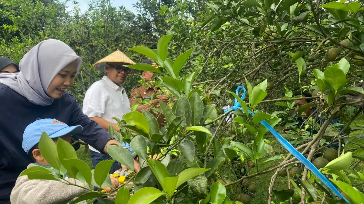 Bupati Batang Terkesima Wisata Petik Jeruk Agroeduwisata Clapar: Potensi Besar, Dorong Kemitraan!