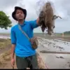 Hama Tikus Ancam Masa Tanam di Gringsing Batang, Petani Panen Jurus Pengomprongan Belerang