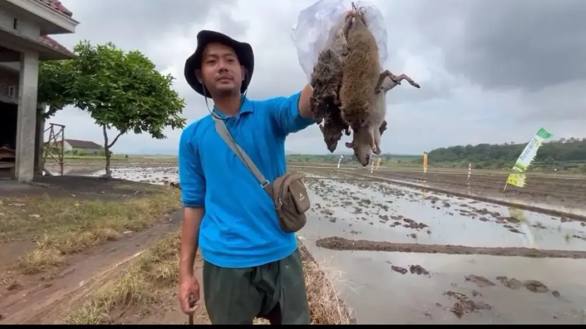 Hama Tikus Ancam Masa Tanam di Gringsing Batang, Petani Panen Jurus Pengomprongan Belerang