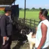 Jelang Iduladha, Penjualan Hewan Kurban di Kendal Masih Lesu, Ramai Diprediksi H-2