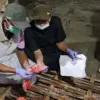 Waduh! 15 Sapi Kurban di Batang Ditemukan Terinfeksi Cacing Hati Saat Iduladha!