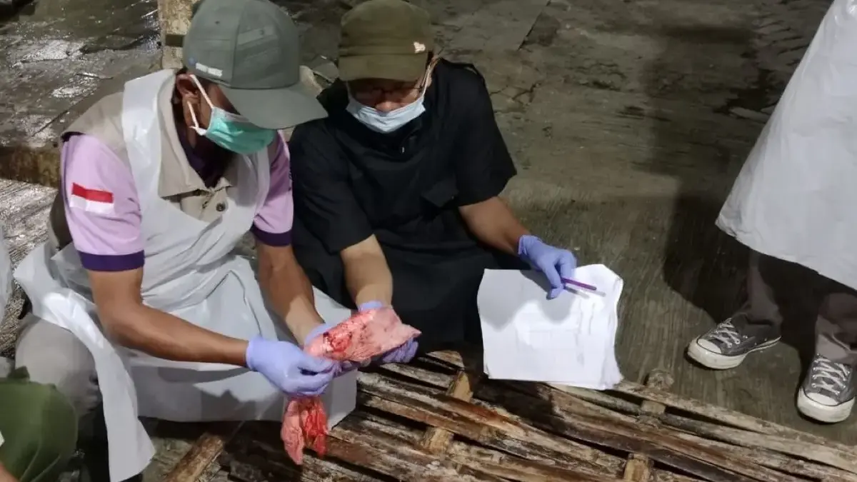 Waduh! 15 Sapi Kurban di Batang Ditemukan Terinfeksi Cacing Hati Saat Iduladha!