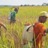 5 Desa di Karanganyar Pekalongan Diserang Wereng, 985 Hektare Sawah Terancam Gagal Panen!