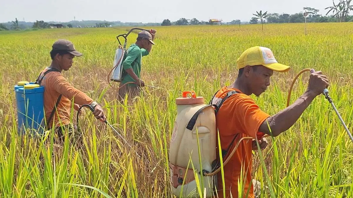 5 Desa di Karanganyar Pekalongan Diserang Wereng, 985 Hektare Sawah Terancam Gagal Panen!