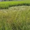Hama Tikus & Sundep Resahkan Petani Padi Pekalongan, Khawatir Gagal Panen & Biaya Irigasi Tinggi!