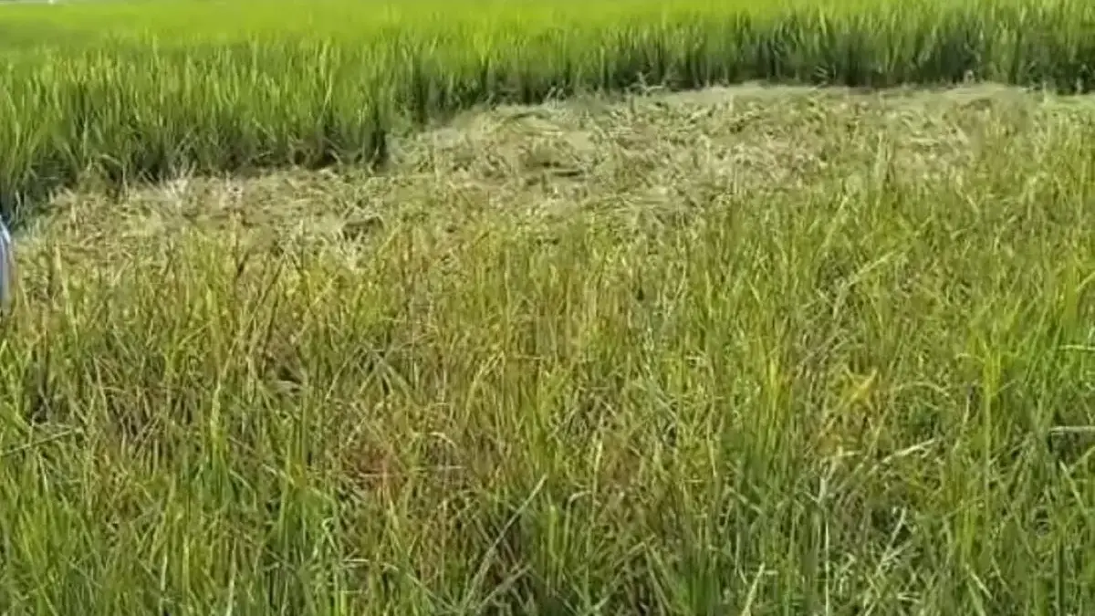 Hama Tikus & Sundep Resahkan Petani Padi Pekalongan, Khawatir Gagal Panen & Biaya Irigasi Tinggi!