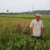 Miris! Hama Wereng Serang 50 Hektare Padi di Pekalongan, Petani Gagal Panen & Resah!