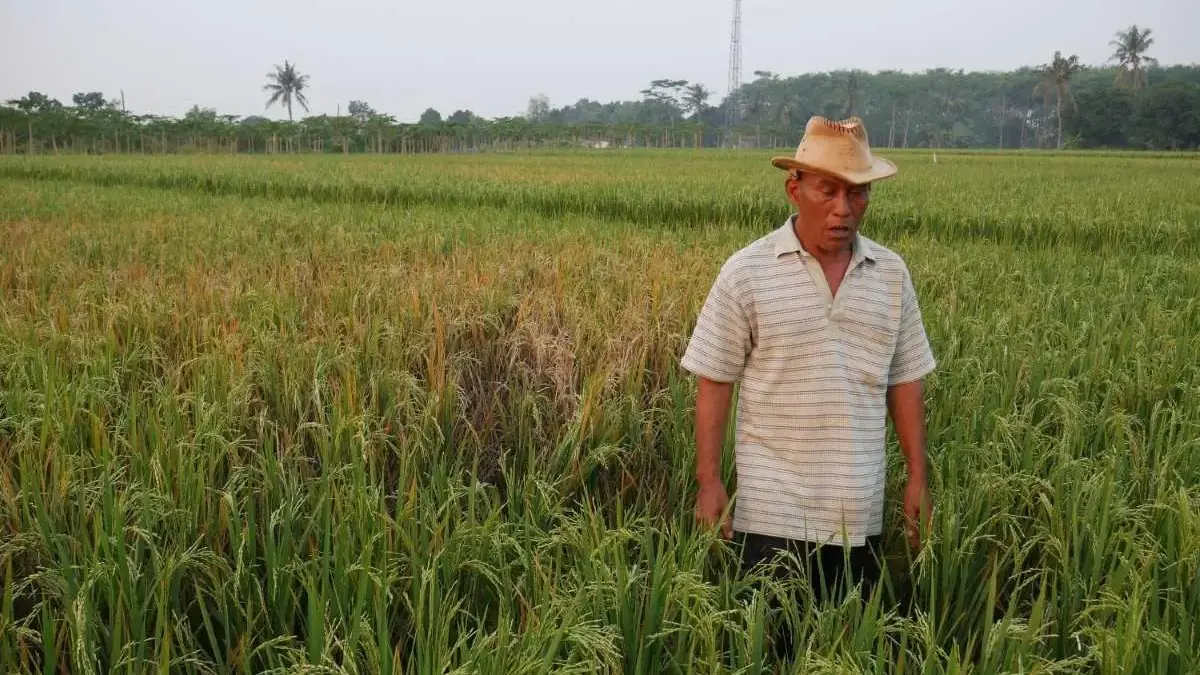 Miris! Hama Wereng Serang 50 Hektare Padi di Pekalongan, Petani Gagal Panen & Resah!