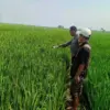 Buruh Tani Wanita di Bojong Tewas di Sawah, Diduga Akibat Kelelahan Bekerja!