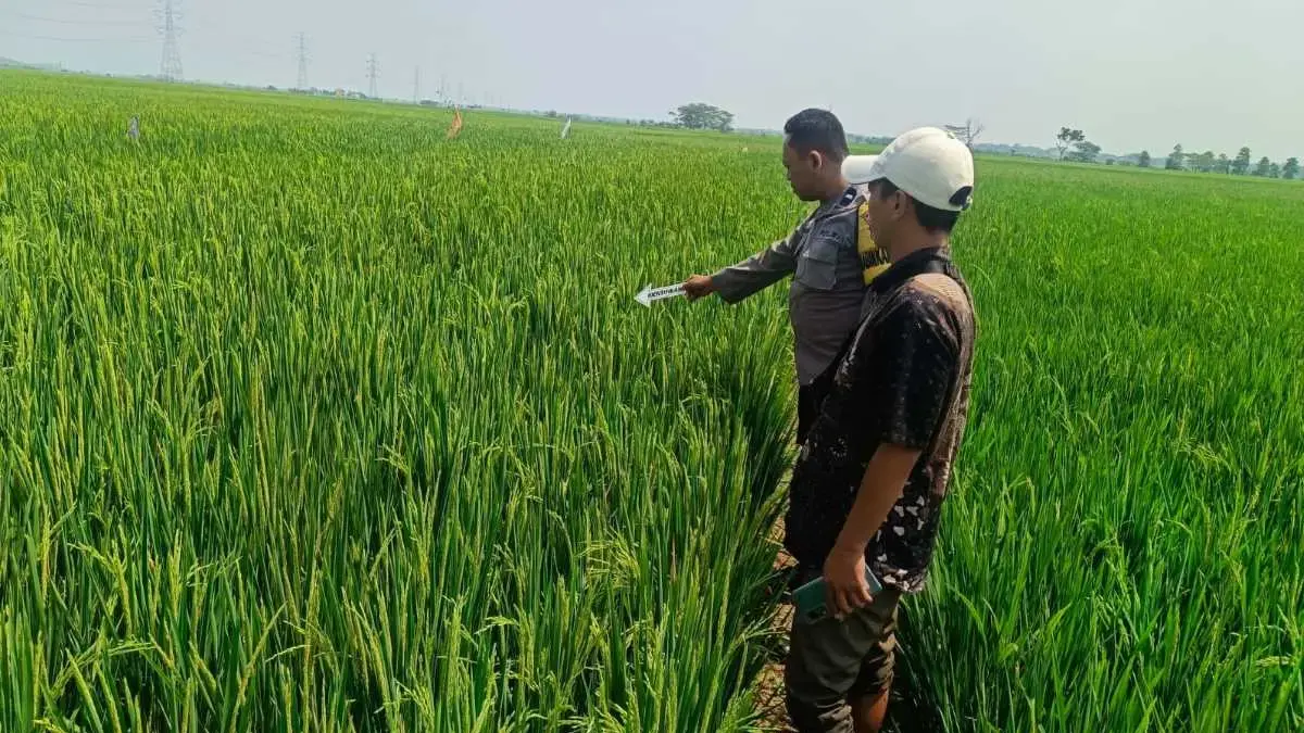 Buruh Tani Wanita di Bojong Tewas di Sawah, Diduga Akibat Kelelahan Bekerja!