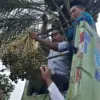 Masjid Agung Al Jami\' Kauman Panen Perdana Kurma, Hasil 50 Kg Dibagikan ke Pengurus & Jemaah!