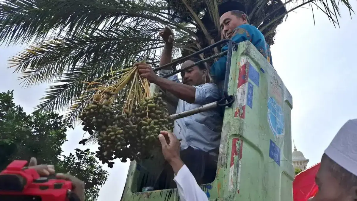 Masjid Agung Al Jami\' Kauman Panen Perdana Kurma, Hasil 50 Kg Dibagikan ke Pengurus & Jemaah!