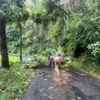 Pohon Tumbang di Kajen, Polsek Kajen dan PLN Bergerak Cepat Evakuasi dan Amankan Kabel Listrik!