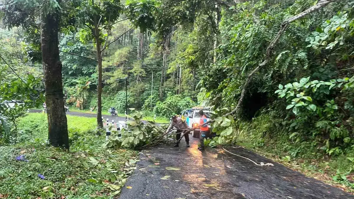 Pohon Tumbang di Kajen, Polsek Kajen dan PLN Bergerak Cepat Evakuasi dan Amankan Kabel Listrik!