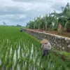Pungutan Pupuk Subsidi Resahkan Petani Batang, Ada Biaya Tambahan Rp5 Ribu Tanpa Struk!