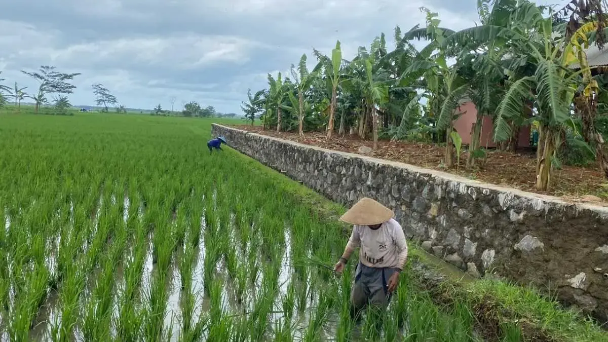 Pungutan Pupuk Subsidi Resahkan Petani Batang, Ada Biaya Tambahan Rp5 Ribu Tanpa Struk!