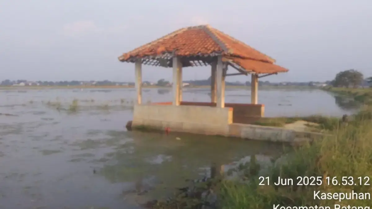 Rob Ancam Ketahanan Pangan Batang! 370 Hektare Sawah Tergerus, Warga Desak Tanggul Laut!