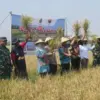 Lahan Sawah Eks Rob Pekalongan Utara Kembali Produktif, Dukung Target Swasembada Pangan!