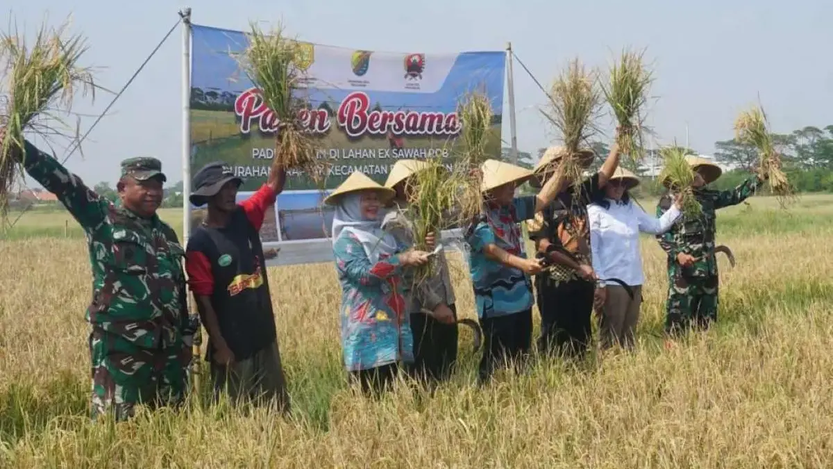 Lahan Sawah Eks Rob Pekalongan Utara Kembali Produktif, Dukung Target Swasembada Pangan!