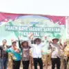 Panen Jagung