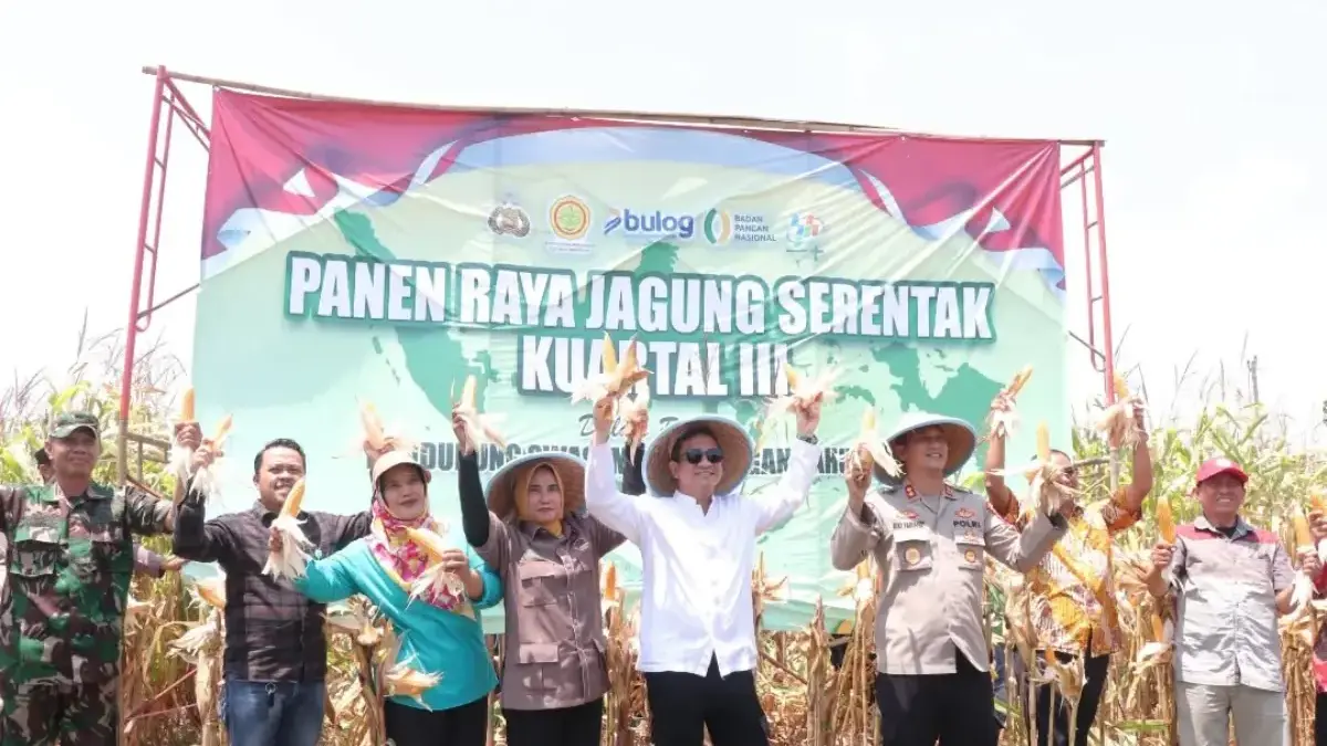 Panen Jagung