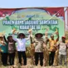 Polres Pekalongan Kota Panen Jagung 10 Ton, Bukti Dukungan Asta Cita Swasembada Pangan!