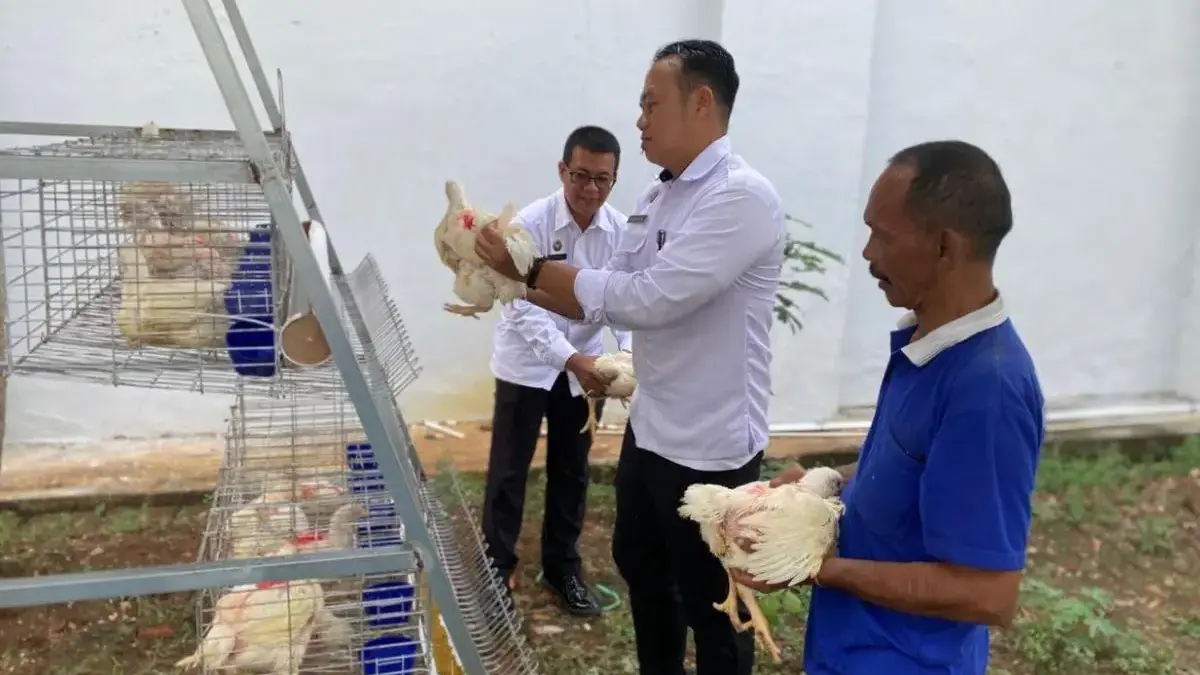 Rutan Pekalongan Panen 30 Ekor Ayam Potong, Dukung Ketahanan Pangan dan Pembinaan WBP!