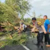 Dihantam Angin Kencang, Pohon Tumbang Tutup Jalan Sragi–Kesesi Pekalongan!