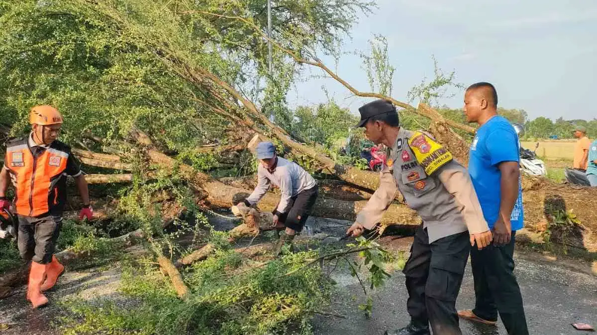 Dihantam Angin Kencang, Pohon Tumbang Tutup Jalan Sragi–Kesesi Pekalongan!