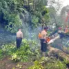 Hujan Angin Tumbangkan Pohon Pinus, Jalan Raya Kajen-Paninggaran Sempat Tertutup!