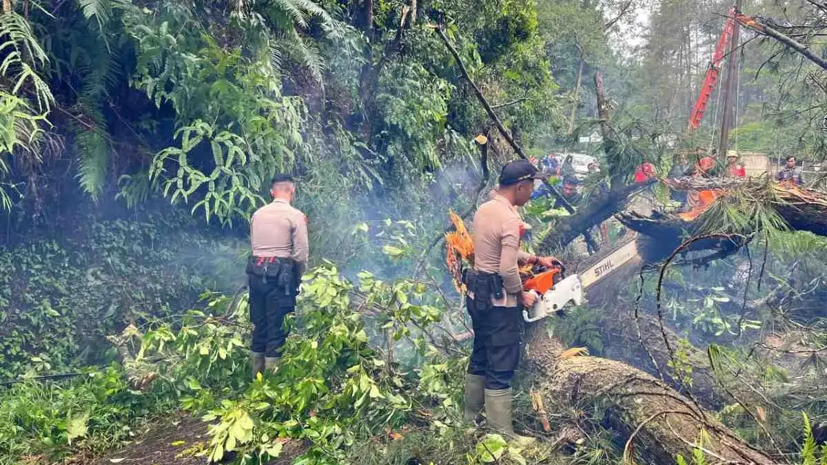 Hujan Angin Tumbangkan Pohon Pinus, Jalan Raya Kajen-Paninggaran Sempat Tertutup!