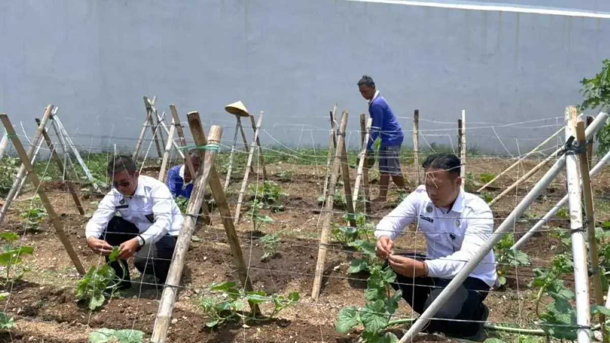 Melon Madu Jadi Media Pembinaan WBP, Rutan Pekalongan Dukung Program Ketahanan Pangan!