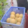 Batang Jadi Sentra Melon Premium: Creative Farm Buktikan Potensi Agrowisata dengan Harga Jual Rp 35 Ribu/Kg
