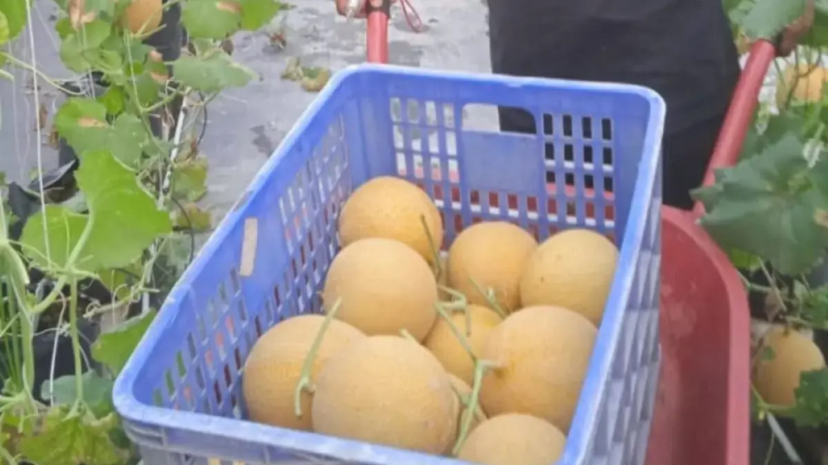 Batang Jadi Sentra Melon Premium: Creative Farm Buktikan Potensi Agrowisata dengan Harga Jual Rp 35 Ribu/Kg