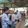 Dukung Program MBG, Peternak Pekalongan Belajar Budidaya Kambing Perah Unggulan di Sleman