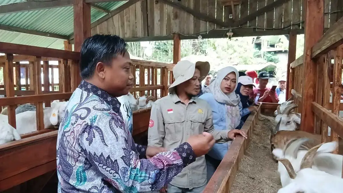 Dukung Program MBG, Peternak Pekalongan Belajar Budidaya Kambing Perah Unggulan di Sleman