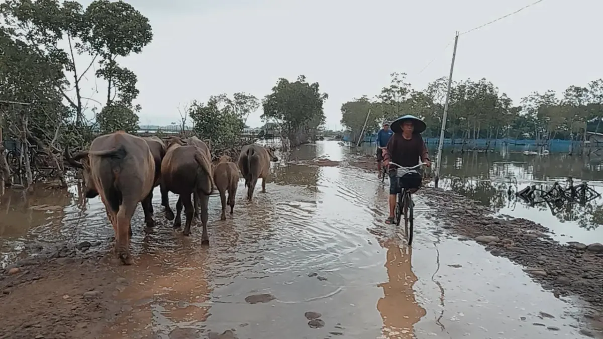DPRD Batang desak Bupati Batang atasi bencana air rob.