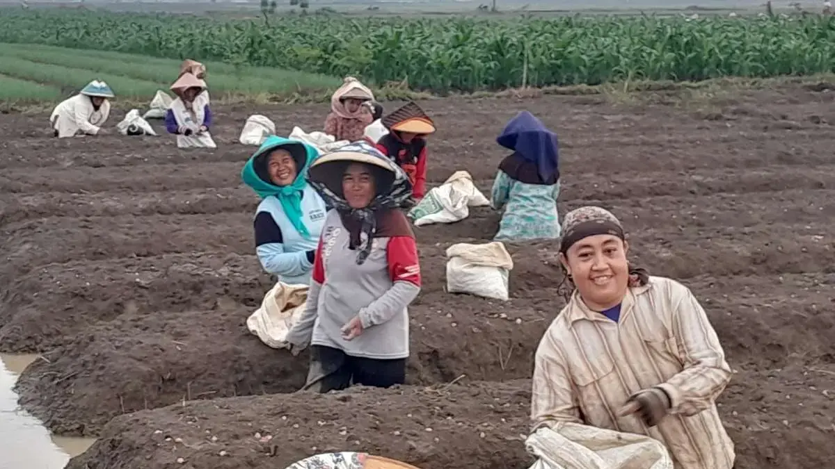 Jaga Solidaritas, Petani Kedunggading Kendal Rawat Tradisi Gotong Royong Tanam Bawang Merah Jaga Solidaritas, Petani Kedunggading Kendal Rawat Tradisi Gotong Royong Tanam Bawang Merah
