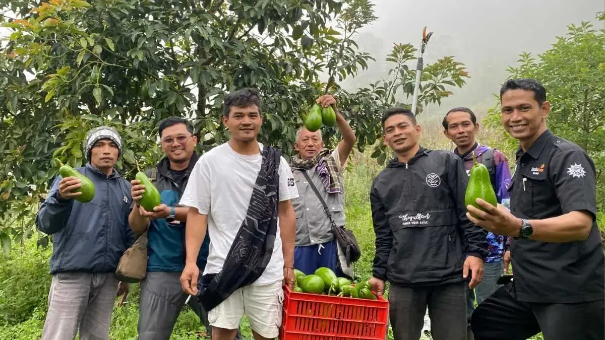 Keren! Lazismu Kendal Pulihkan 5 Hektare Lahan Kritis dengan 4 Ribu Pohon Alpukat, Panen 3 Ton