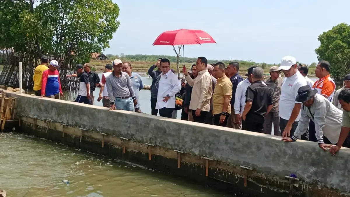 Ratusan Hektar Sawah di Kasepuhan Terendam Rob, Rizal Bawazier Desak Pembangunan Tanggul Pantura Dipercepat Rob kasepuhan