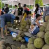 3.000 Durian Lokal Meriahkan Festival Durian Kendal Berdikari 2025, Dorong Ekonomi Petani