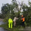Angin Kencang Picu Pohon Tumbang di Bojong Pekalongan, Jalan Raya Menjangan Sempat Tertutup