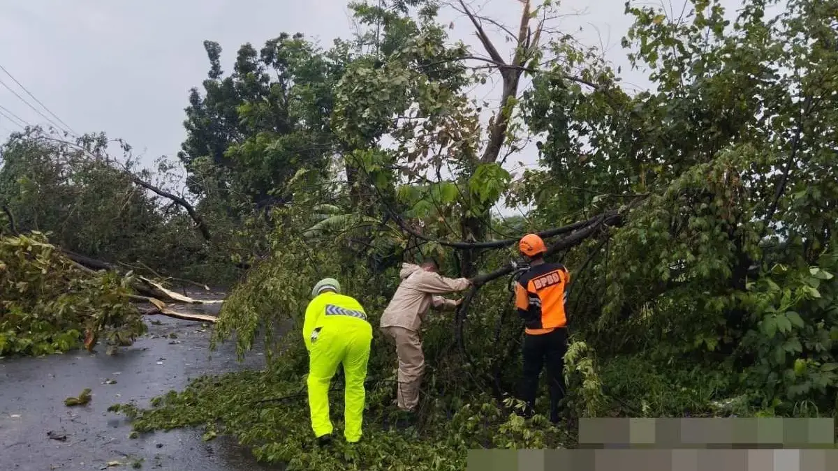 Angin Kencang Picu Pohon Tumbang di Bojong Pekalongan, Jalan Raya Menjangan Sempat Tertutup