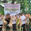 Capaian Fantastis, Produksi Jagung Pekalongan Tembus 981 Hektare, Lampaui Target Nasional