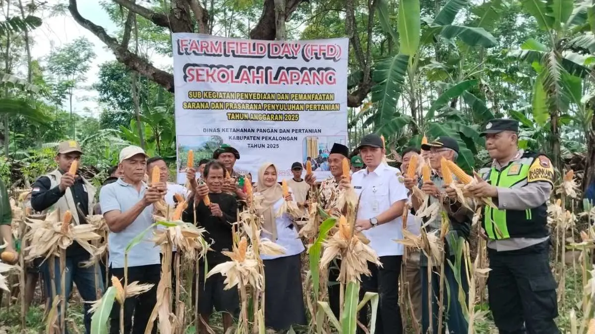 Capaian Fantastis, Produksi Jagung Pekalongan Tembus 981 Hektare, Lampaui Target Nasional